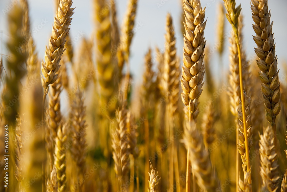 Fototapeta premium Wheat field at sunset light