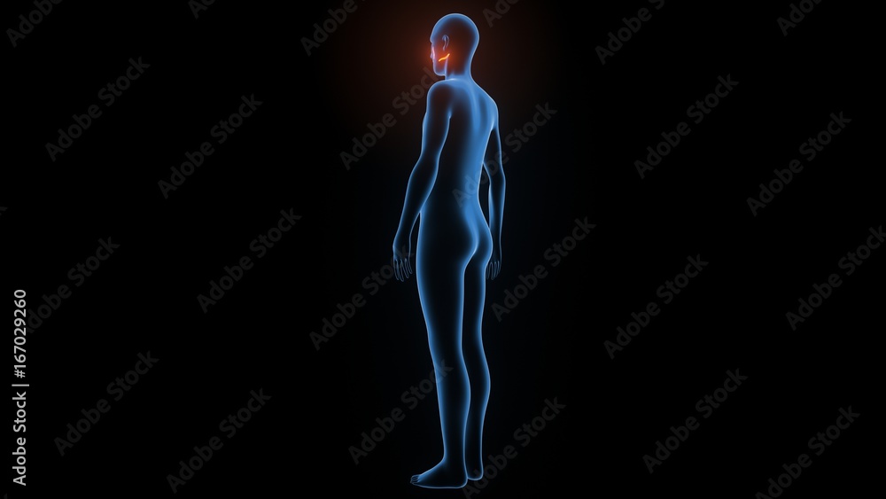 3d rendered, medically accurate illustration of the zygomaticus major 3d rendered, medically accurate illustration of the zygomaticus major