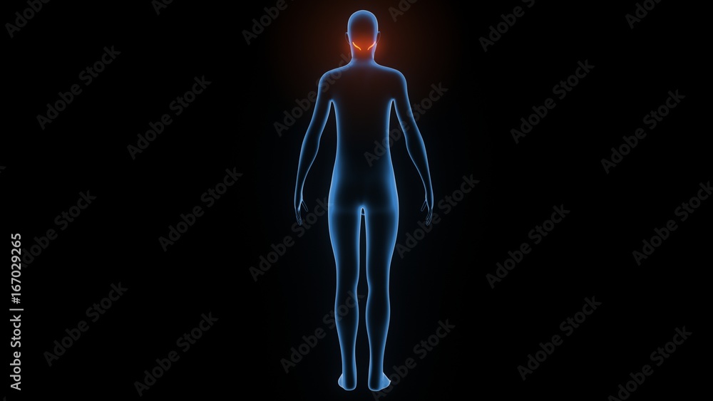 3d rendered, medically accurate illustration of the zygomaticus major 3d rendered, medically accurate illustration of the zygomaticus major