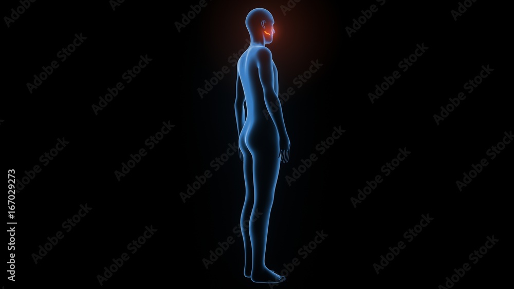 3d rendered, medically accurate illustration of the zygomaticus major 3d rendered, medically accurate illustration of the zygomaticus major