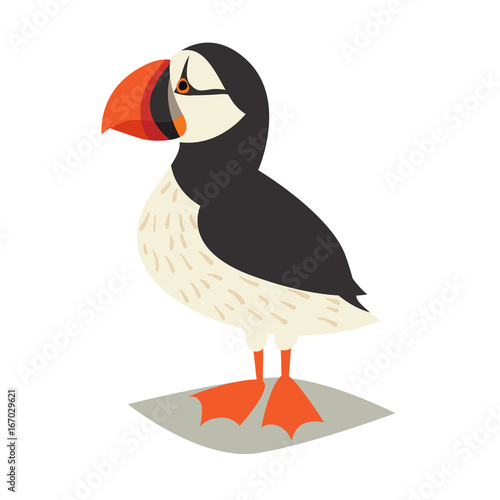 Puffin bird icon. Cartoon Icelandic puffin. Vector illustration, isolated on white background