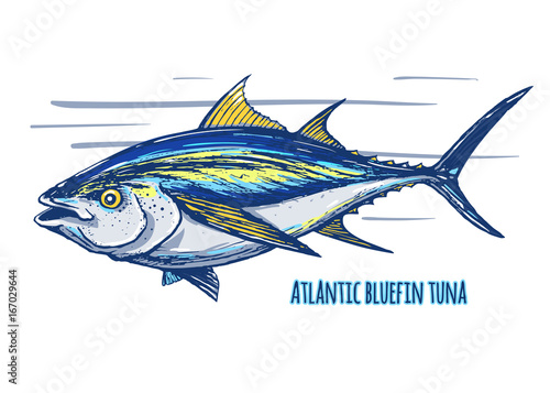 Atlantic  tuna
