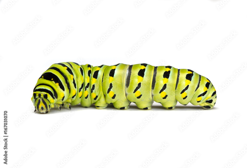 Fototapeta premium Black Swallowtail Caterpillar on a White Background