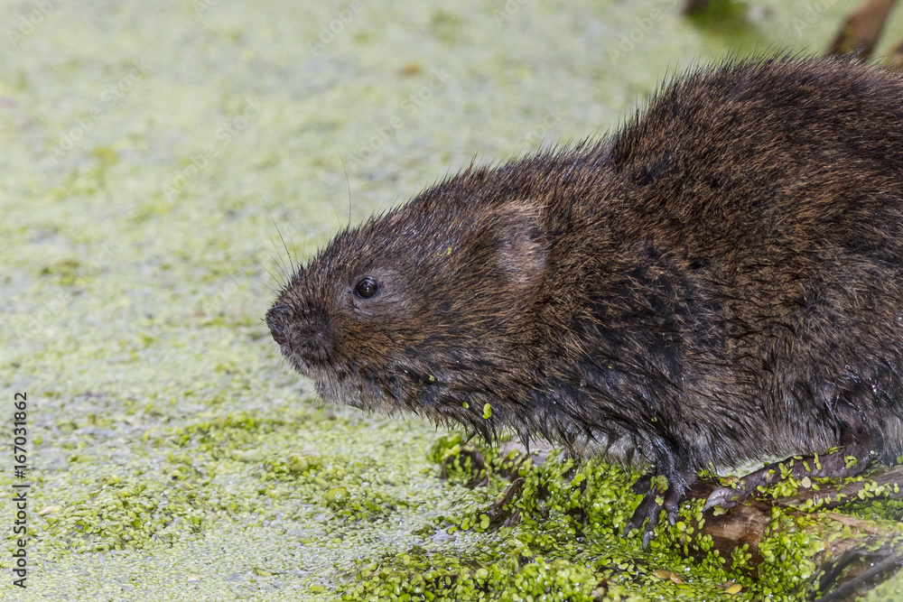 Water Vole Water Vole