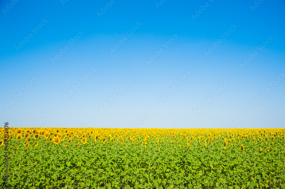 Obraz premium Sunflower field. Summer landscape