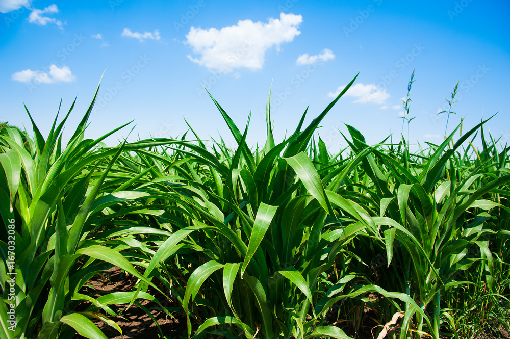 Green corn field Green corn field