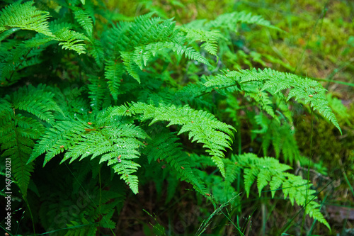 Small fern tree in the forest