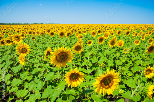 Sunflower field. Summer landscape