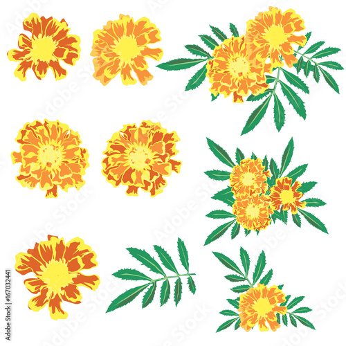 French Marigold design set. 5 blossom 1 leaf and 3 flower bouquet is vector for object.