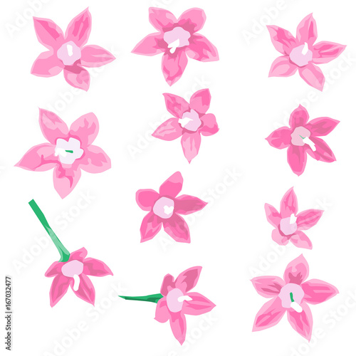 Egyptian star cluster design set. 11 pink blossom is vector for object.
