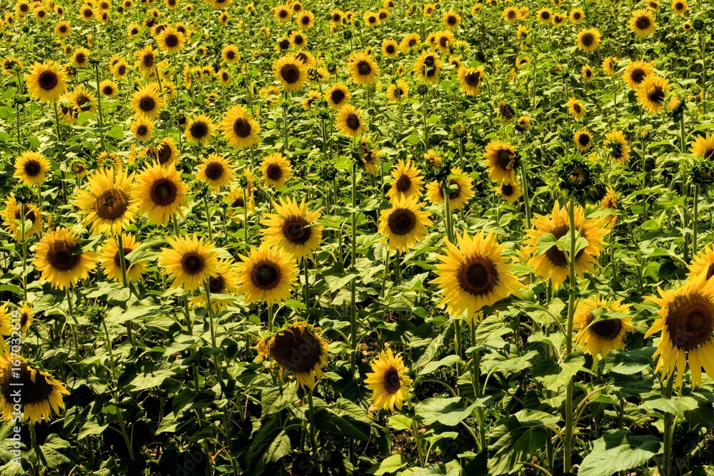 Sonnenblumenfeld in St. Martin de Crau in der Provence Sonnenblumenfeld in St. Martin de Crau in der Provence