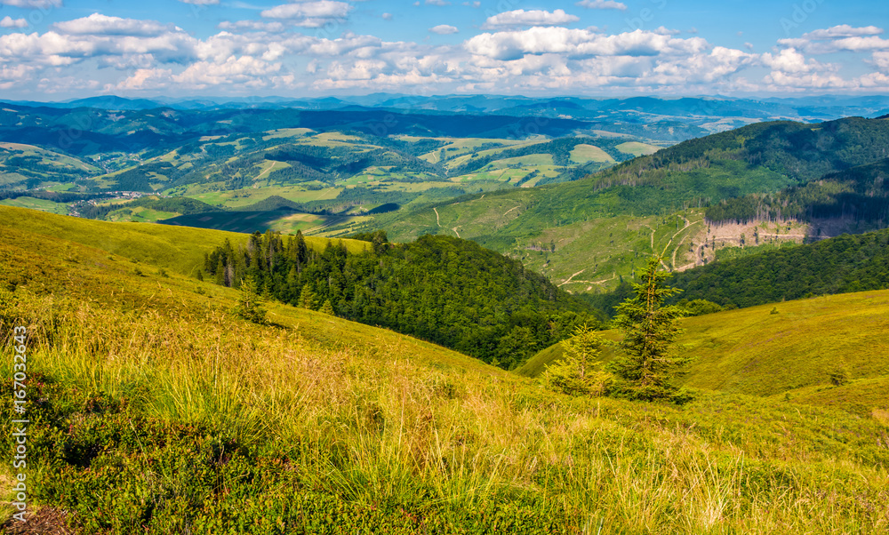 Naklejka premium grassy meadow with forest on steep slope
