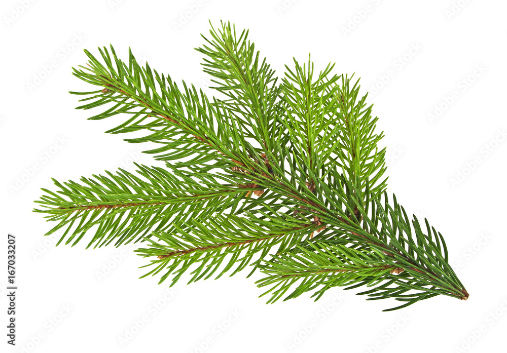 Pine tree branch isolated on white background Pine tree branch isolated on white background