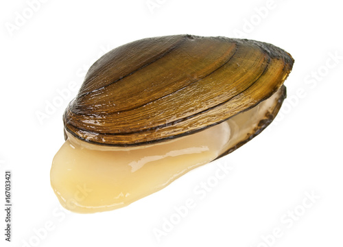 Clam isolated on a white background