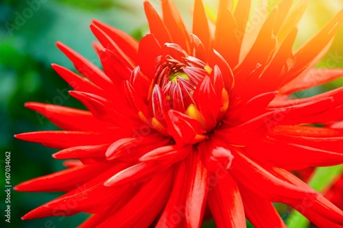 Fototapeta Naklejka Na Ścianę i Meble -  Grußkarte - Dahlie