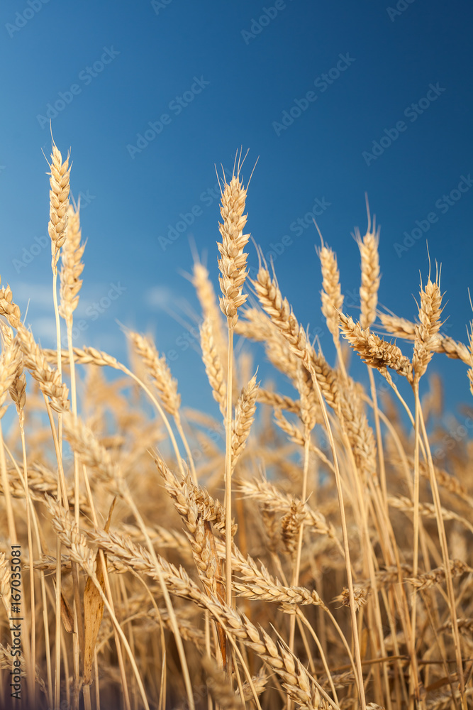 agriculture, crop, rural lifestyle concept. close up of beautiful gold ears full of mellow grains, they are stretching to deep blue sky with no one cloud agriculture, crop, rural lifestyle concept. close up of beautiful gold ears full of mellow grains, they are stretching to deep blue sky with no one cloud