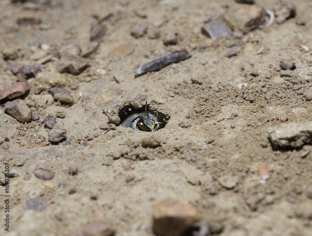 Ground Bee peeping out of its hole