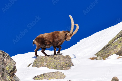 Steinbock in the snow in Grand Paradiso Park, Italy photo