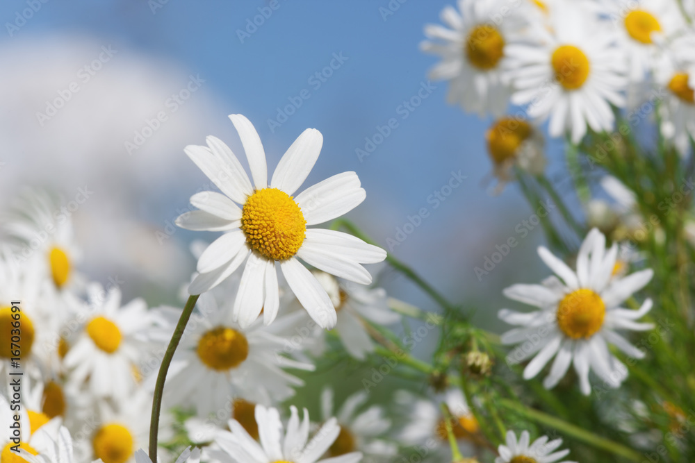 Chamomile against the sky. Chamomile against the sky.