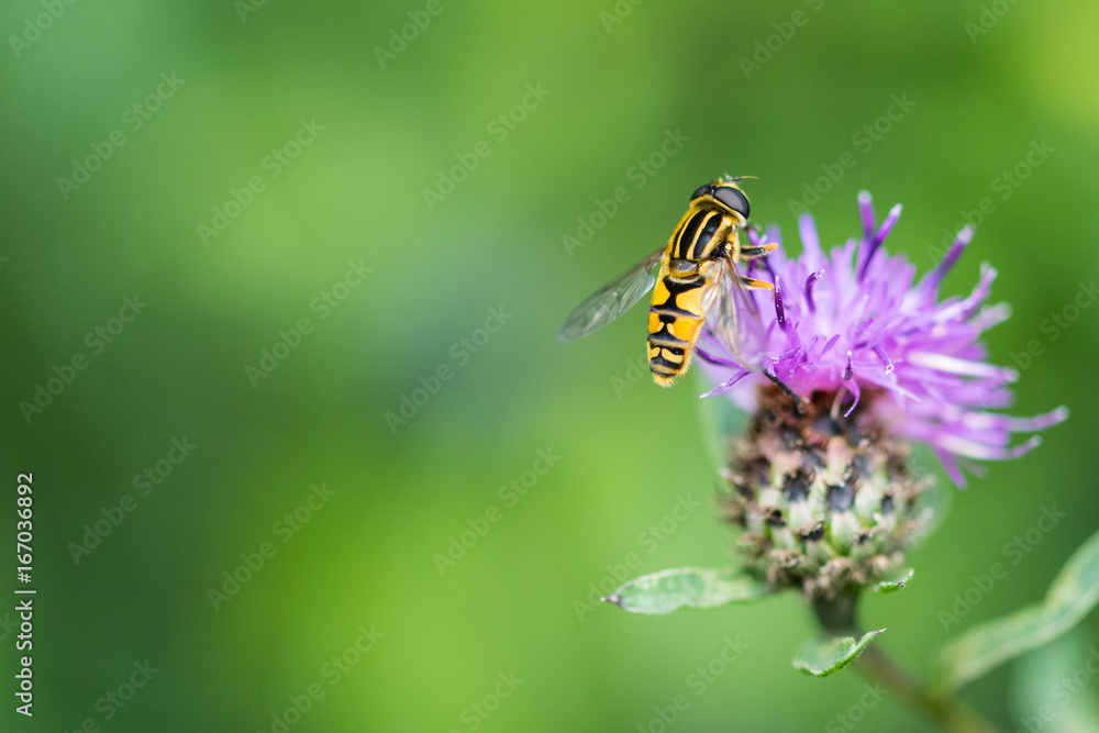 Yellow and black hoverfly resting on purple thistle flower head Yellow and black hoverfly resting on purple thistle flower head