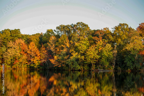 autumn pine barrens  photo