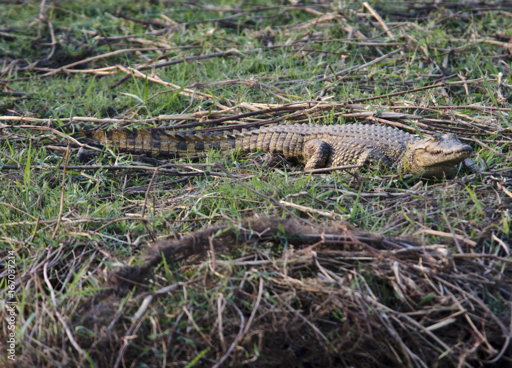 Naklejka premium Crocodile 1 - Chobe National Park - Botswana