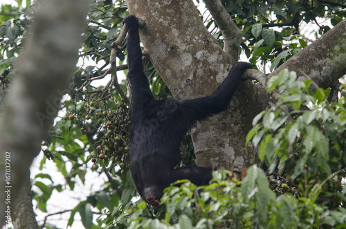 Chimpanzee 4 - Nyungwe National Park - Rwanda