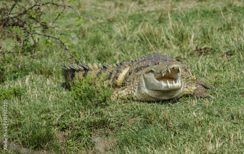 Crocodile 2 - Queen Elizabeth National Park - Uganda