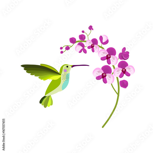 Flying hummingbird drinking nectar from orchid flower. Vector illustration.