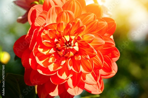 Fototapeta Naklejka Na Ścianę i Meble -  Grußkarte - Dahlie