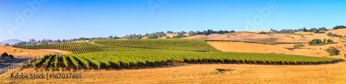 Sonoma County California Wine Country Panoramic