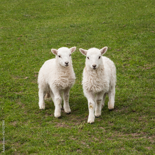 A pair of lambs looking cute.