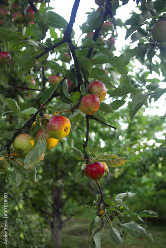 Many natural organic apples on tree wiht sunset sunlight.