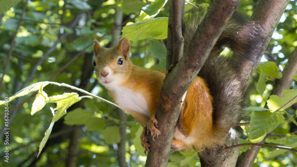 Naklejka premium Beautiful Red Squirrel Sitting on Branch of Tree