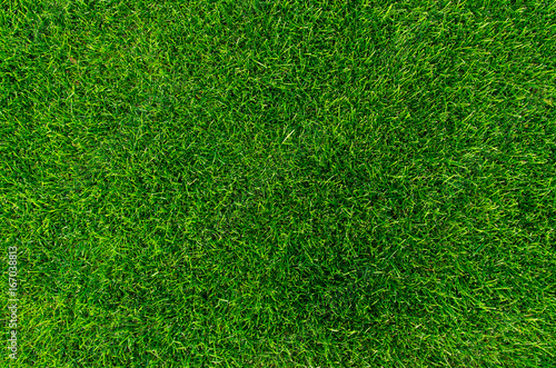 Bright green grass texture