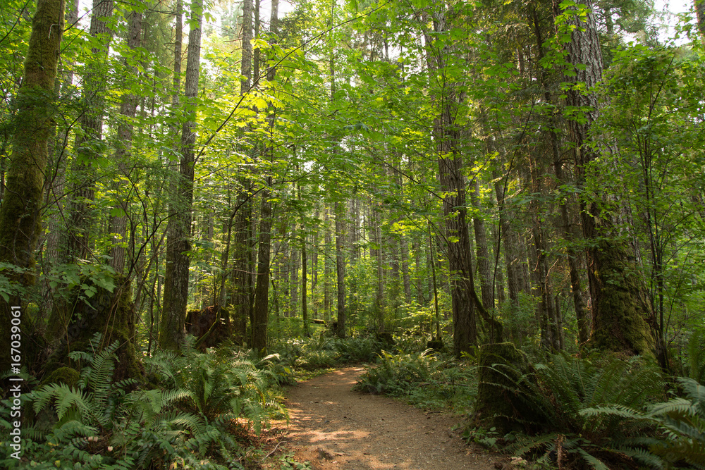 Obraz premium Path in the forest