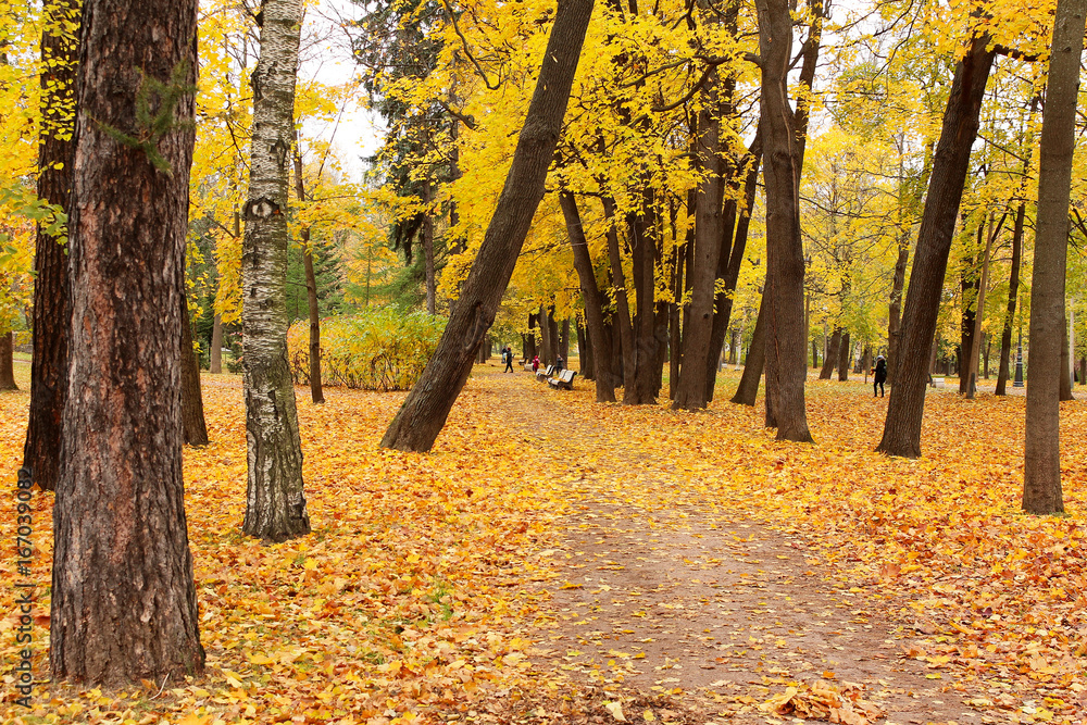 Yellow leaves in an autumn park