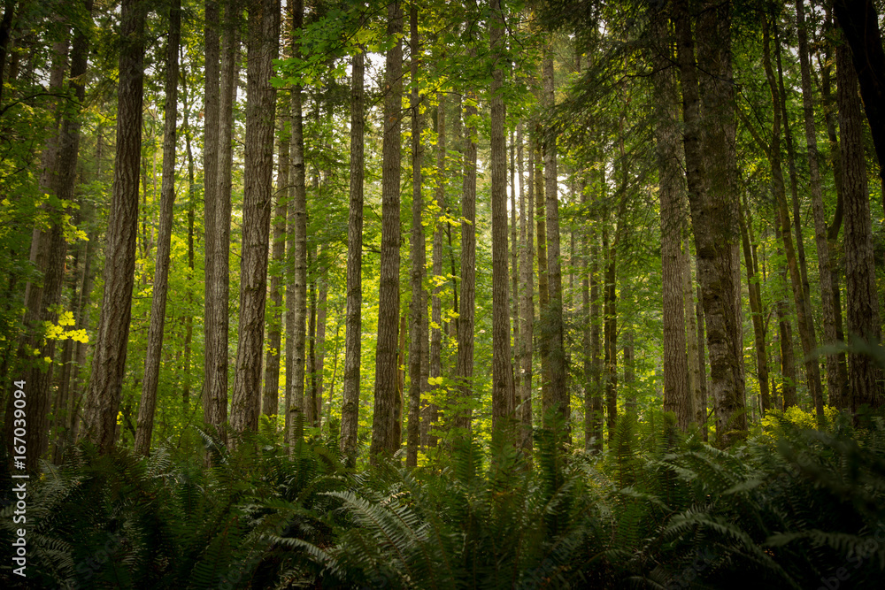 Obraz premium Forest beauty