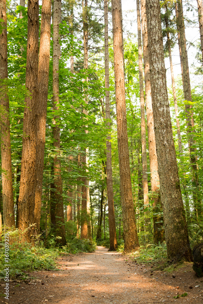 Fototapeta premium Forest path