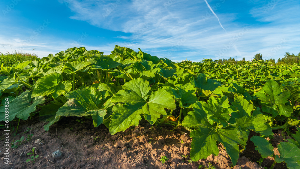 Cucumber plantation on an agricultural field Cucumber plantation on an agricultural field