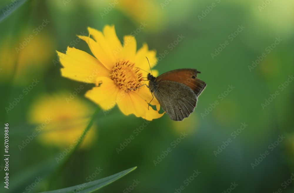 Obraz premium butterfly on yellow flower