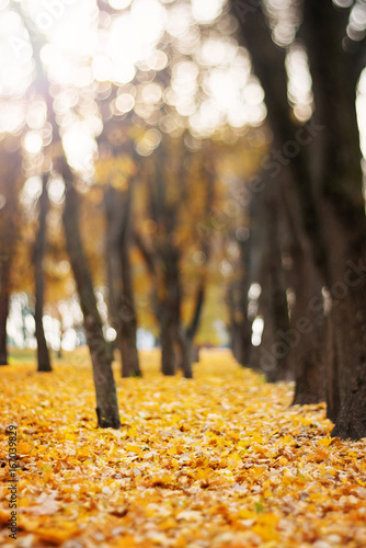 Colorful foliage in the autumn park photo