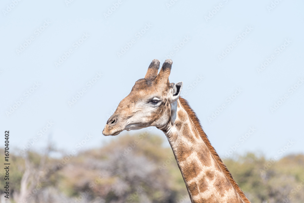Obraz premium Close-up portrait of a Namibian giraffe, giraffa camelopardalis