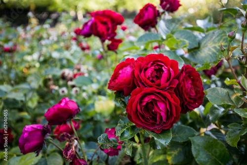 Red roses Regents Park