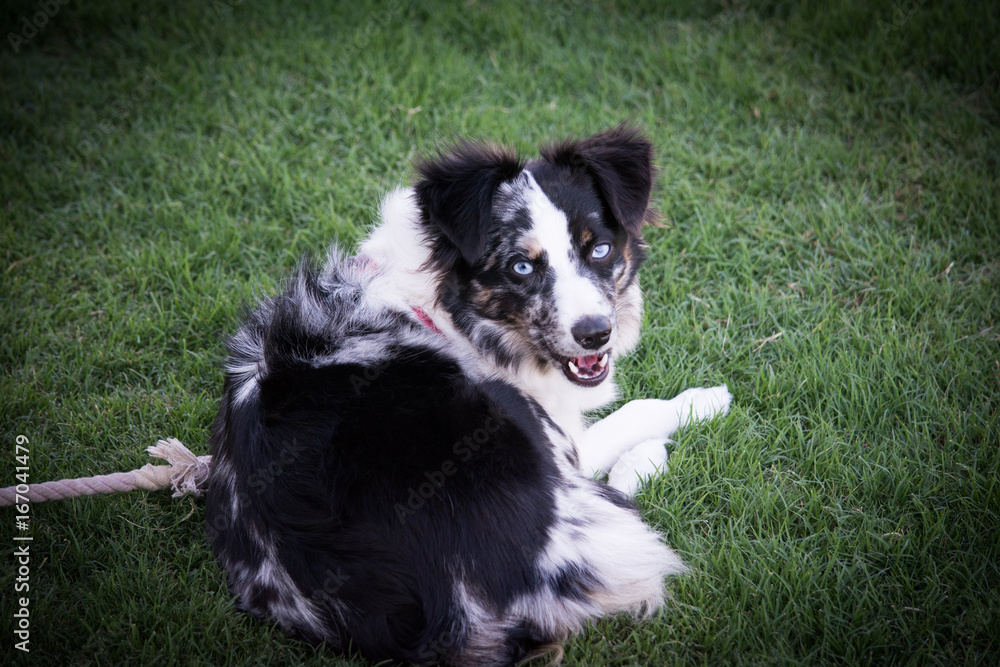 Mini Aussie