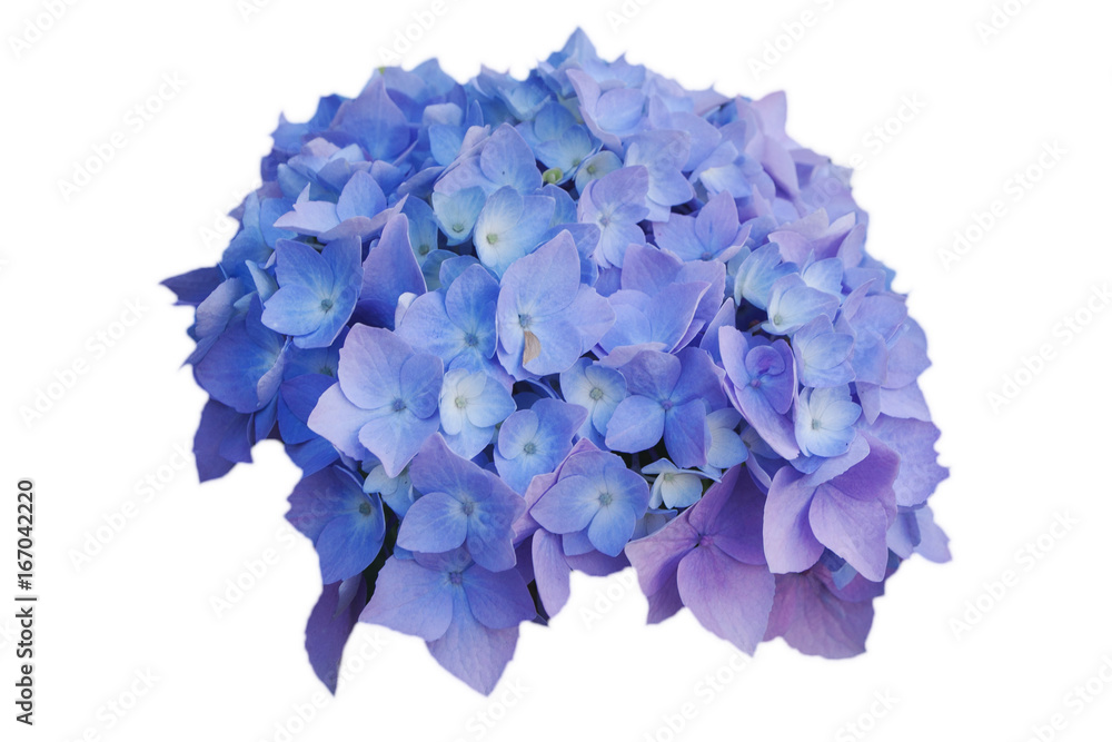 Flowers of blue hydrangeas, on white isolated background