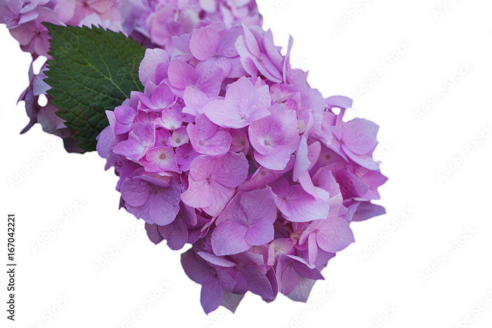 Obraz premium Flowers of pink hydrangea, on white isolated background