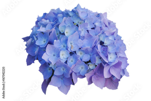 Photographie Flowers of blue hydrangeas, on white isolated background