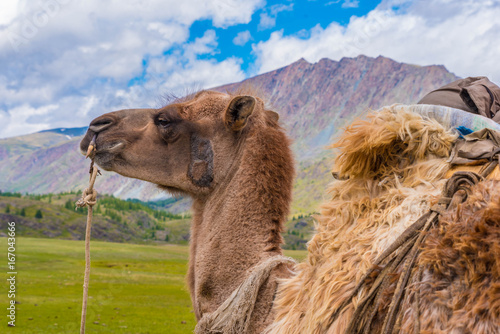Baktrisches Kamel im Altai Gebirge Mongolei