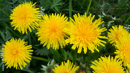 Fototapeta Naklejka Na Ścianę i Meble -  Bright yellow dandelion flowers